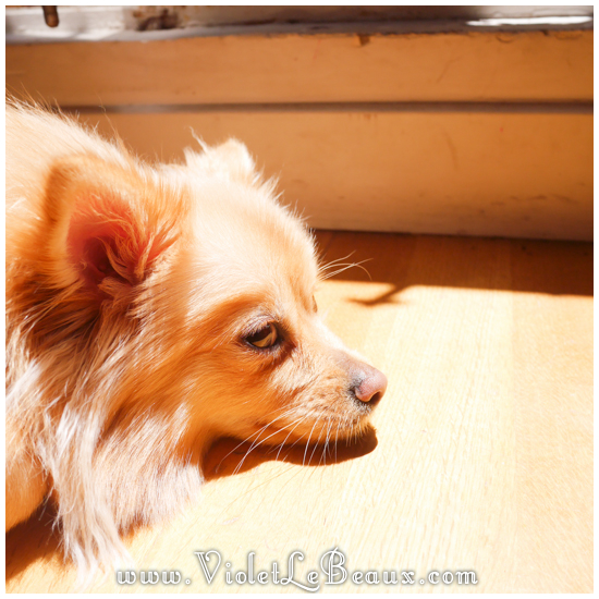 Cute-Pomeranian-Puppy40856